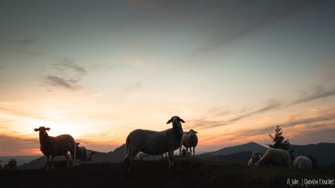 IMG_3158-mouton-coucher-soleil-4.jpg